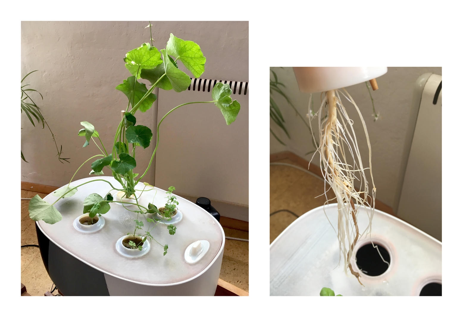 Ultraponic root growth demonstration in Aéropot system